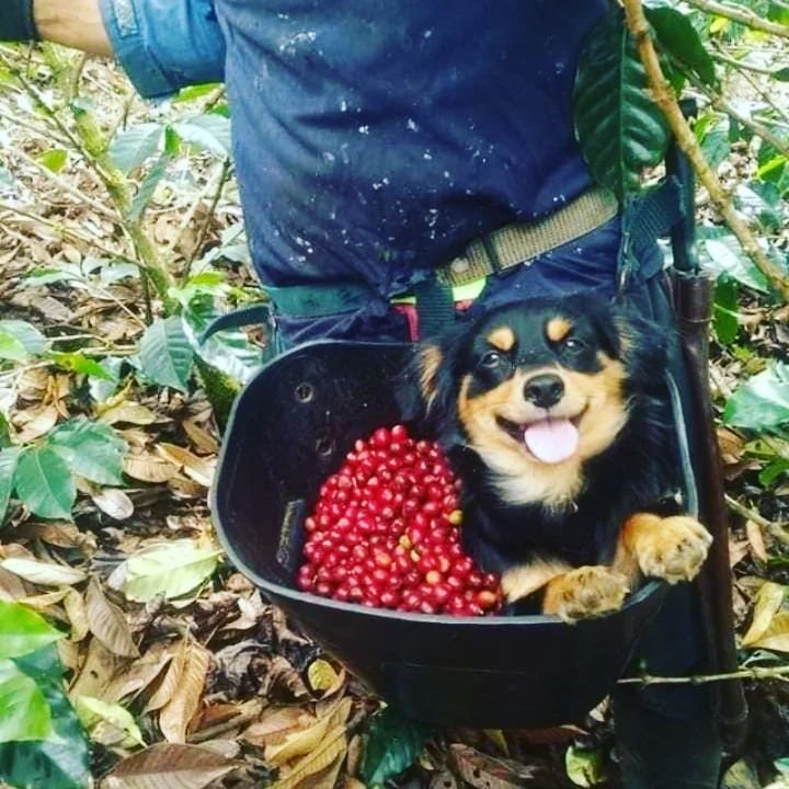 perro cafetero